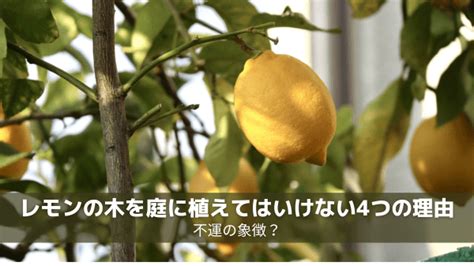 柿の木 風水|柿を庭に植えてはいけない理由・デメリット5選 【メ。